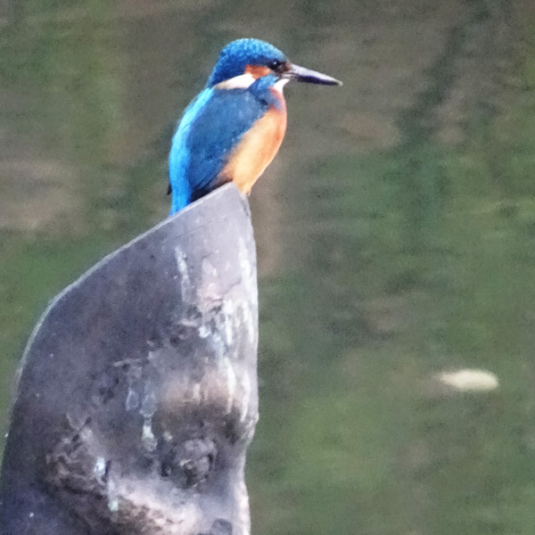 Eisvogel auf Bronzeantlitz